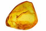 Detailed Fossil Spider (Araneae) in Baltic Amber #145468-3